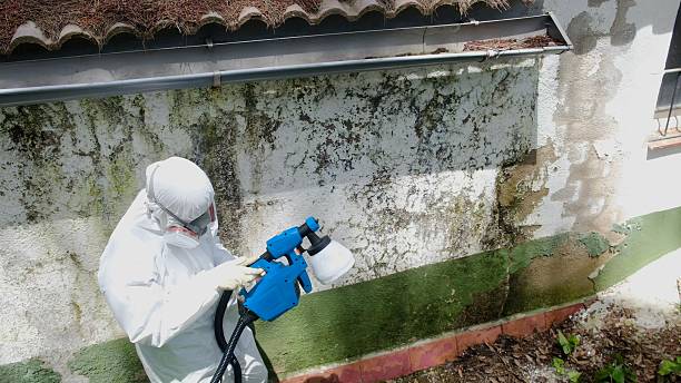 Mold Removal service in Acton